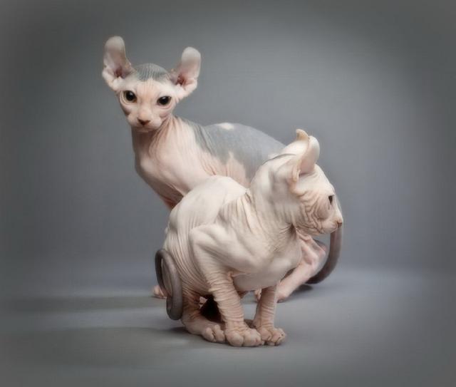 世界上最丑的猫，世界上体重最小的猫品种（每只价格高达3,000美元）