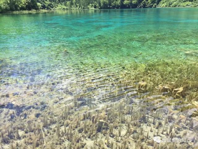 九寨归来不看水，九寨归来不看水的意思（黄山归来不看岳,九寨归来不看水的意思）