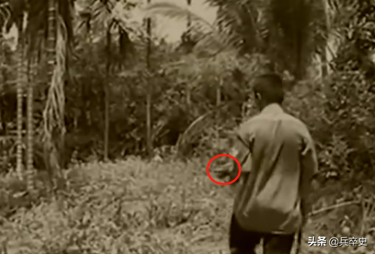 北京动物园百米巨蟒，太平洋底惊现百米巨蟒（海南巨蟒为报恩甘当“保镖”）