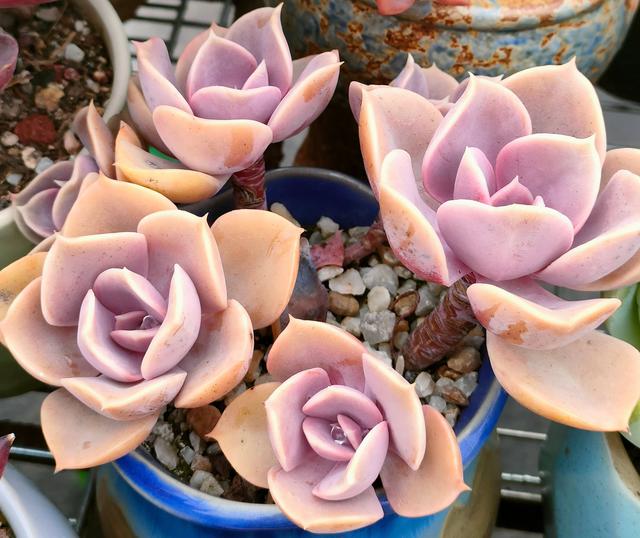 多肉植物怎么种植最合适，养多肉的3个“正确方法”