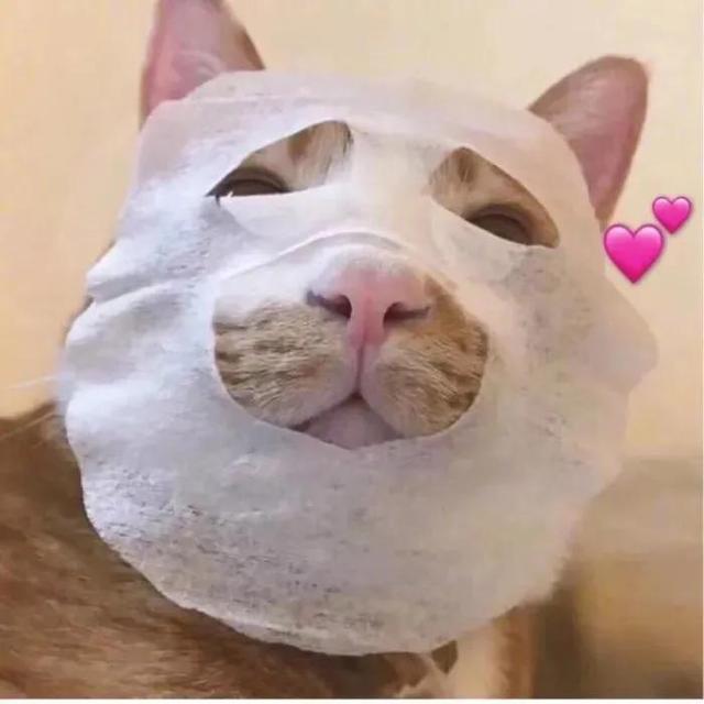 搞怪动物表情包，微信头像，搞怪动物表情包（收集一些搞怪的动物头像）