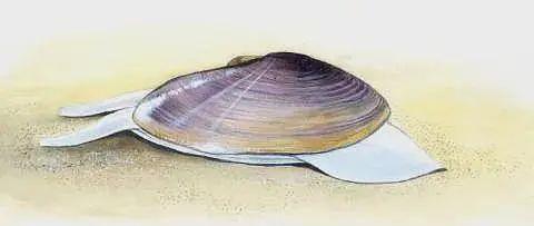 温州的海鲜，温州的海鲜都有啥（温州海鲜特产海蛤三千多年前就是贡品）