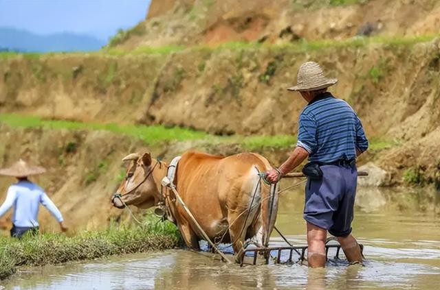 蛇最怕什么动物，蛇最怕什么动物而且是在田野里的（“蛇吃黄鳝—找死”）