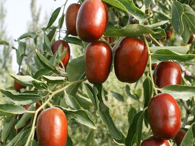 大枣的主要产地是哪里，大枣产地哪里比较好（这10个产地名气较大）