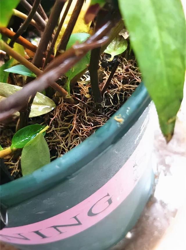 法国香水花，堪称开花界“航空母舰”（法国香水花有毒吗）