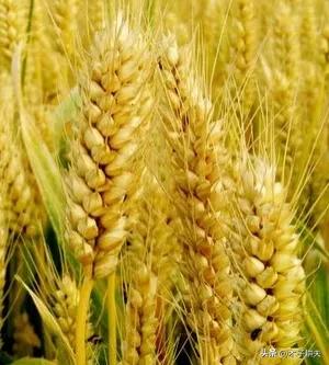 一种用树木制成的淀粉,桄榔粉制作 一种用树木制成的淀粉,桄榔粉制作