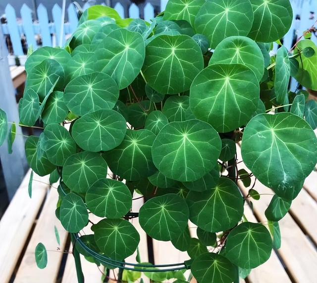 客厅招财植物都有哪些,客厅招财植物都有哪些品种(成多肉市场上的"