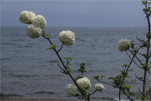 抚仙湖旅游，抚仙湖旅游攻略（胡言摄影抚仙湖16年的50幅照片）