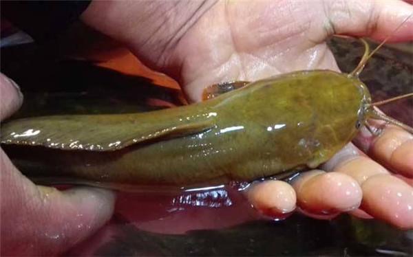 江团价格今日价格表，白江团贵还是黑江团贵（前五种鱼钓时要小心）