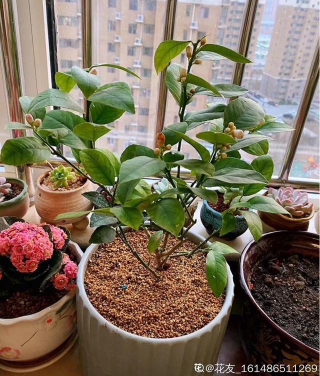 适合卧室养的花，卧室适合养什么花（卧室养4种花）