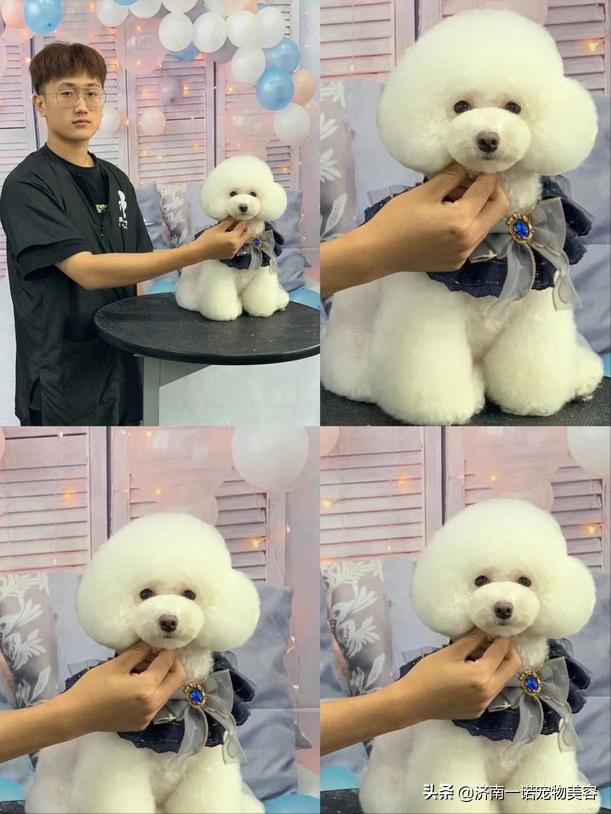 宠物美容师培训教程，6步剪出宠物店同款泰迪造型（宠物美容师自学教程）