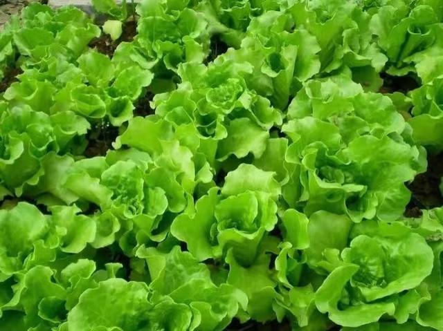 夏天有什么蔬菜，夏季都有什么时令蔬菜（夏天必吃的九种蔬菜）