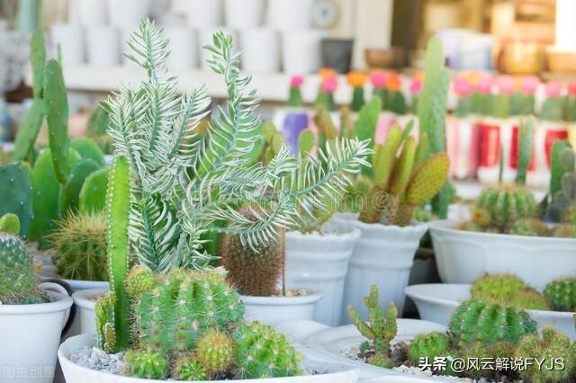 仙人掌用途有哪些，仙人掌有那些用途（仙人掌居然有这么多用处）