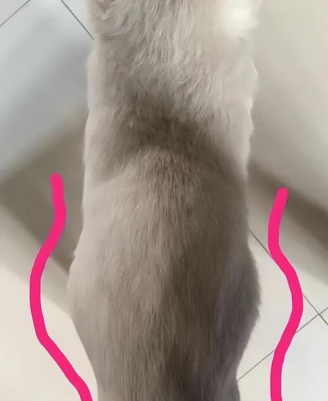 猫传腹怎么治疗，猫传腹怎么治疗好的（猫传腹症到底应该怎么治疗呢）