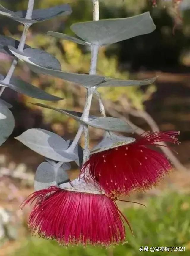 蓝桉青鹧网名，蓝桉青鹧微信昵称（蓝桉，我的温柔只给你一人）