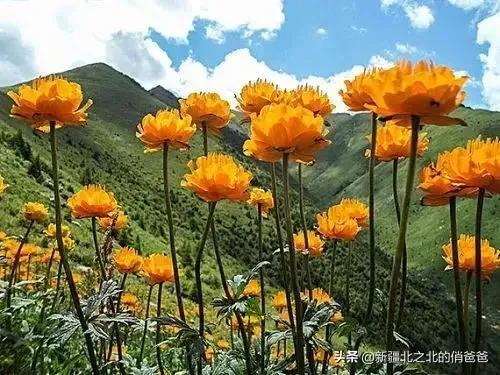 六月的不可思议，六月的不可思议头像（乌鲁木齐：六月物语图片）
