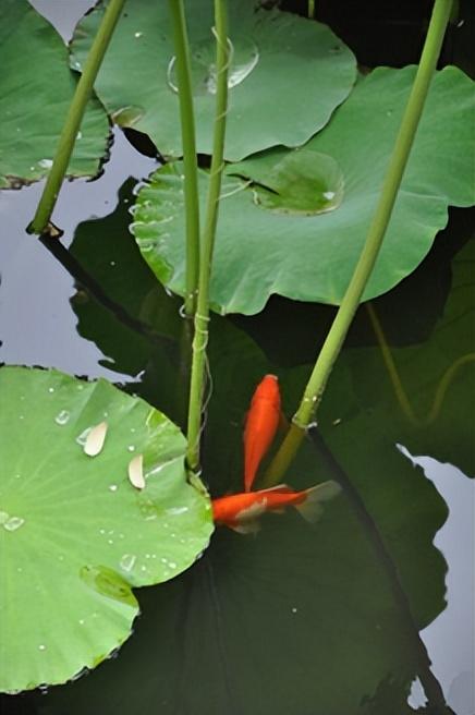 描写夏天美景的句子有哪些，关于描写夏天美景的句子（品读最美古诗词——《汉乐府）