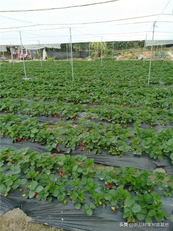 隋珠草莓品种介绍，济宁隋珠草莓苗信息（草莓界的爱马仕‘隋珠草莓苗’品种口感香甜耐运输的一种草莓品种）