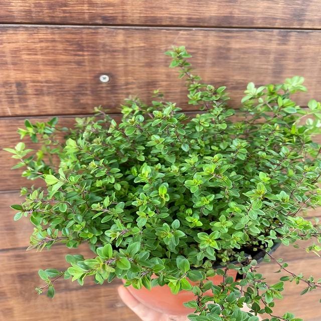 百里香和迷迭香的区别，百里香是什么（阳台上养一盆“百里香”）