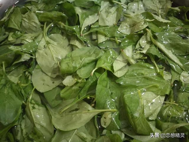 枸杞菜怎么做好吃，怎样做家常版白菜炒枸杞子（文末如何快速摘枸杞菜）