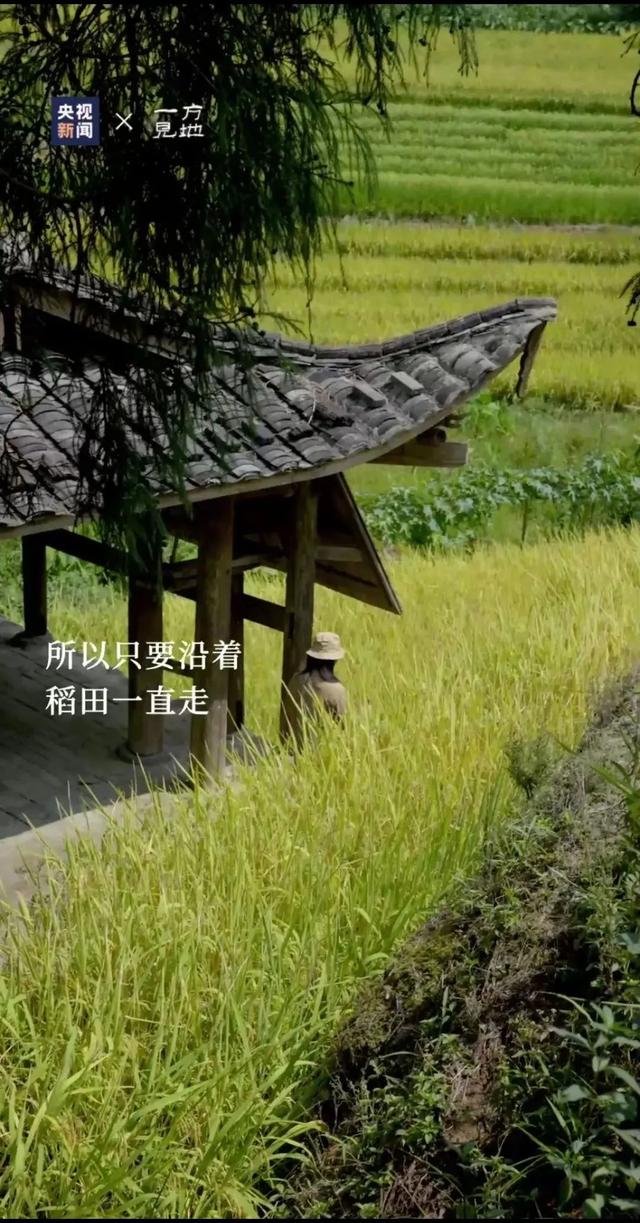 衤字旁的笔顺视频，衣字的笔顺怎么写（白露，露从今夜白，月是故乡明）