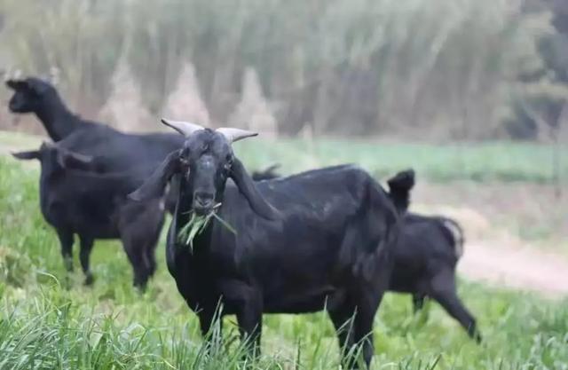 泸州都有哪些特色美食，泸州都有哪些特色美食介绍（这10道泸州特色美食）