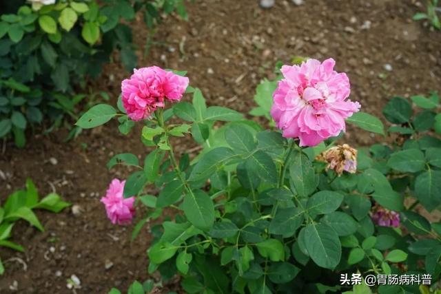 曼陀罗花的图片，曼陀罗花是什么（301味中药材的原植物彩色图谱）