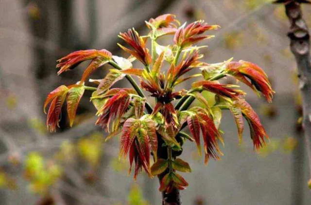 西芹和芹菜的区别，西芹和芹菜的区别图片（10种“省心菜”）