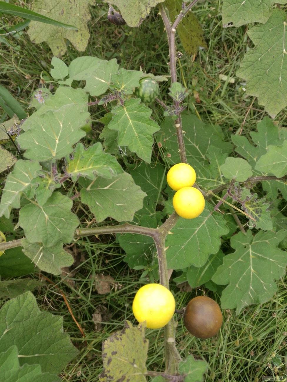 黄番茄学名(黄果茄的别名)-柯彬网