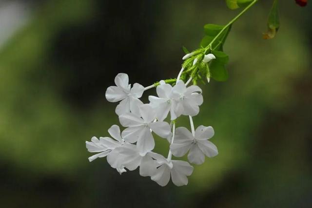 冬天开的白花有哪些，冬天开的白花有哪些品种（白雪花虽然名气不及蓝雪花）