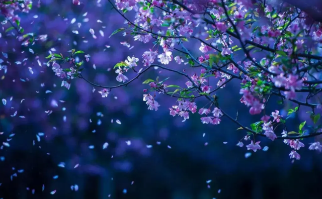 花开花落云卷云舒，花开花谢云卷云舒是那句话里的（在古诗词里静赏花开花落）