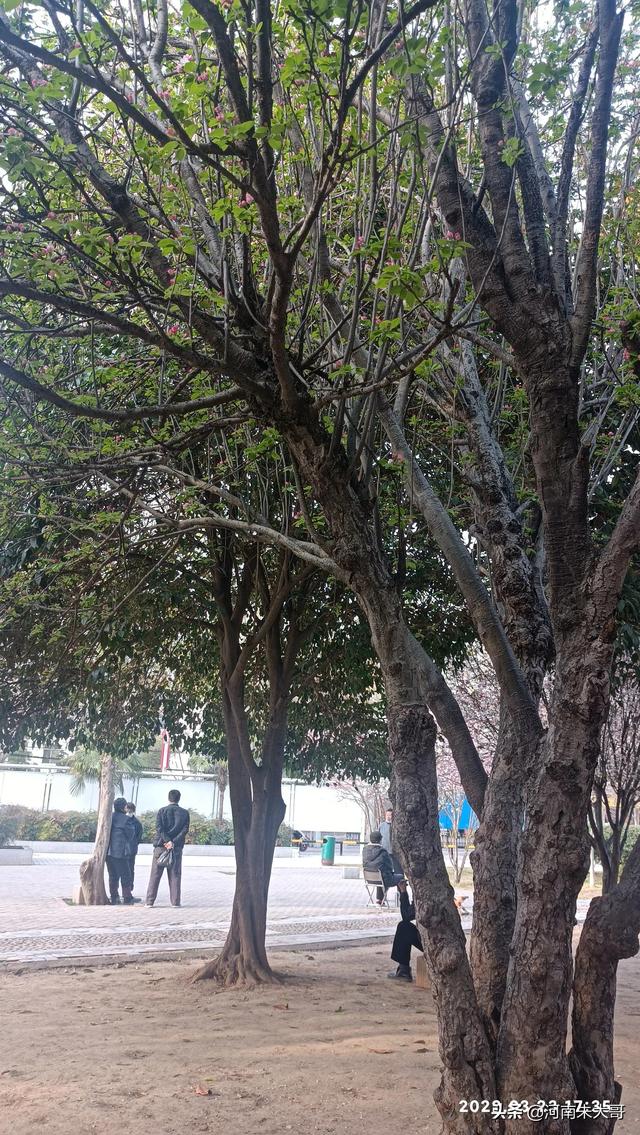 海棠花什么时候开，海棠花有多少种品种（在中国华北是3月中下旬的事情）