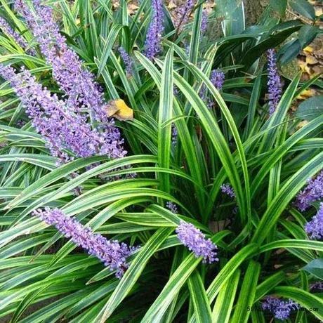 麦冬草简介，麦冬草的介绍（麦冬，乃绿植佳品）