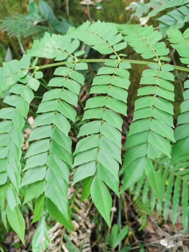 属猴的幸运植物花草，属猴幸运植物花草图片（猴耳环：围涎树）