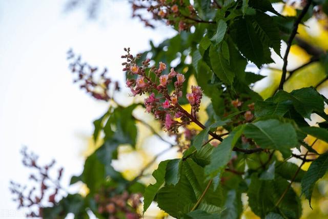 沙罗树药用功效，七叶树种子多少钱一斤（成分党必知——七叶树）
