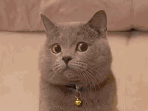 什么猫最温顺且掉毛不多，的4种猫，不易生气，也不记仇