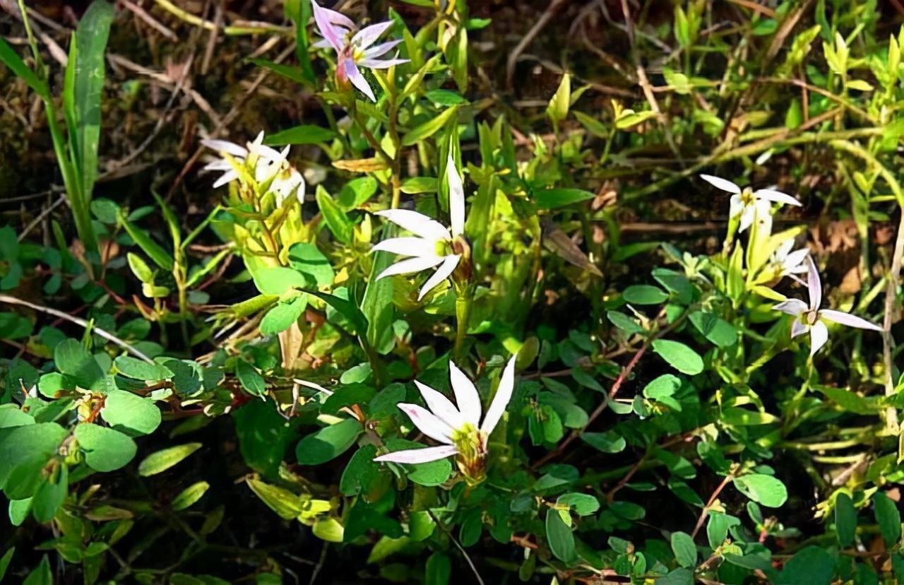 驱蚊的野草(花开只有"半边",能驱蚊虫,化瘀伤,看到请珍惜) - 农业