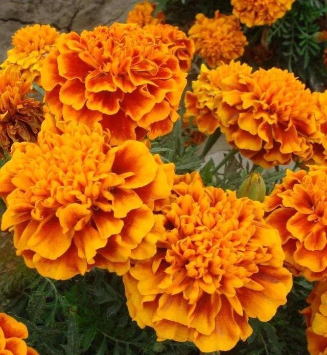 看望病人买什么鲜花，适合送病人的鲜花有哪几种（哪些花代表健康、平安、幸福）