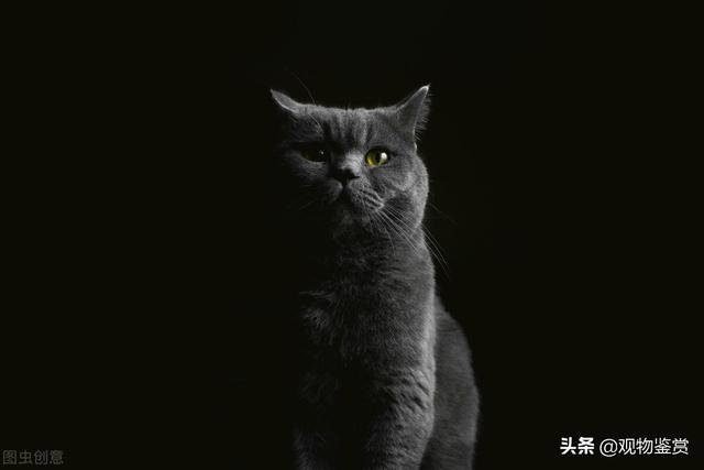 蓝猫好养活吗，蓝猫好养吗（蓝猫好养吗？需要注意什么）