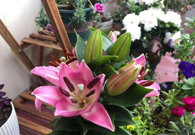 如意花怎么养，如意皇后的养殖方法和注意事项（颜值高寓意好开爆盆）