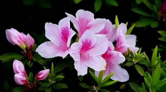 梅花象征什么，梅花象征什么青松象征什么雪花象征什么（中国十大名花排行榜）