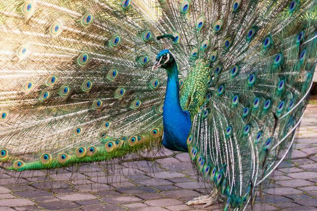 印度的国鸟是什么，各个国家的国鸟是什么（揭秘为什么中国还没有“国鸟”）