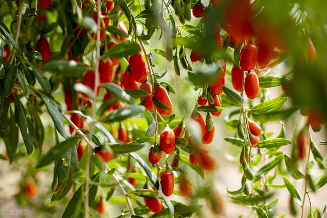 枸杞叶（枸杞叶茶），枸杞叶不被重视（茶叶+枸杞）