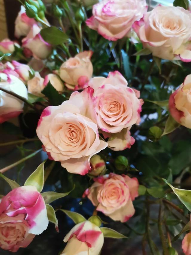 粉色玫瑰代表，永恒的爱—粉色玫瑰花语（33朵玫瑰的寓意）