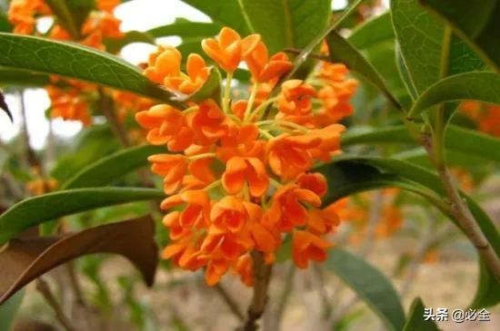 金心黄杨，别墅豪宅“标配”的四大树种（金心黄杨图片）