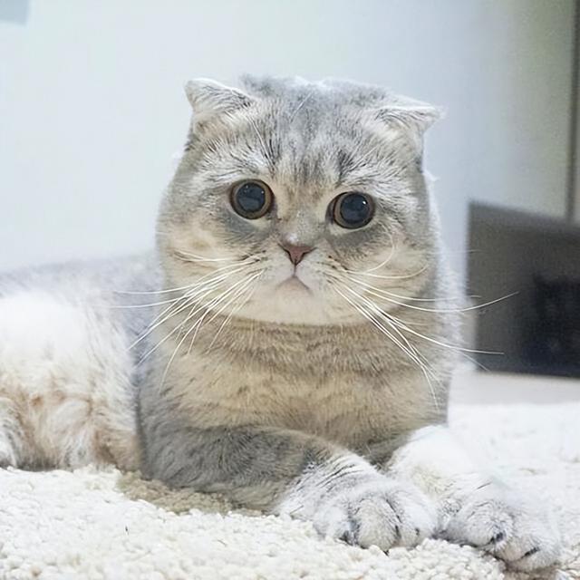 苏格兰折耳猫怎么养，苏格兰折耳猫能活多久（饲养“苏格兰折耳猫”）