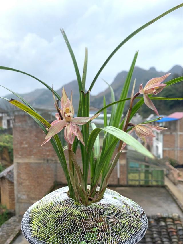 4种花寓意好家里养一盆，在家养一盆有好兆头