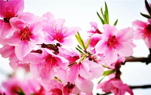 桃花代表什么花语，桃花的花语有哪些（桃花的花语）