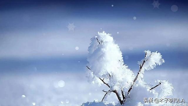 白玫瑰的花语是什么，白玫瑰花语是什么（我足以与你相配）