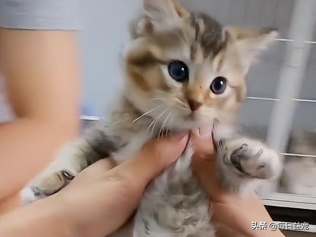 布偶猫多少钱一只幼崽，布偶猫多少钱一只纯种幼崽（还生了一窝谁也不像的崽）